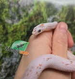 Magazoo Male Palmetto bug eye Corn snake born August 8, 2025