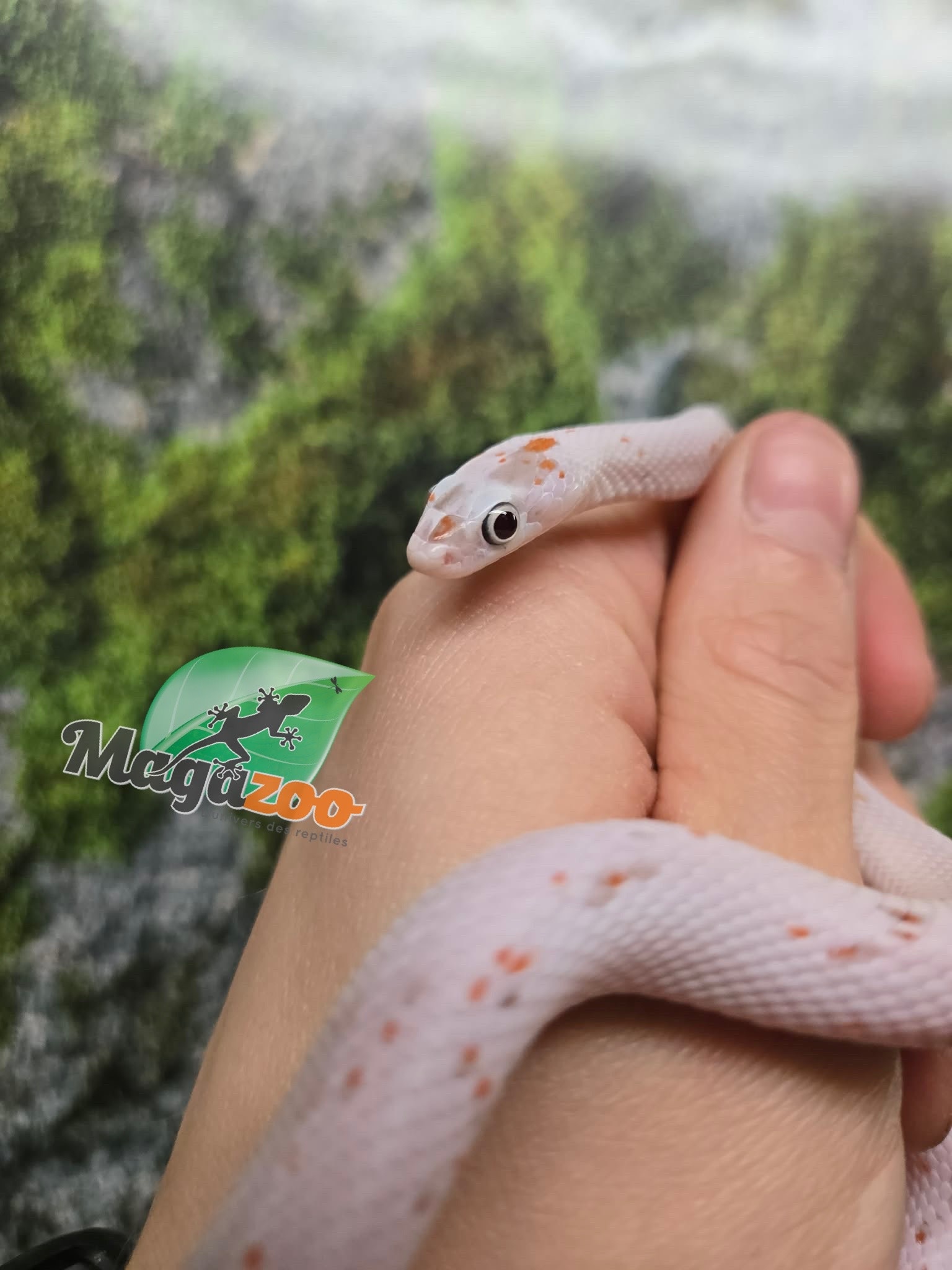 Magazoo Serpent des blés Palmetto bug eye mâle né 8 août 2025