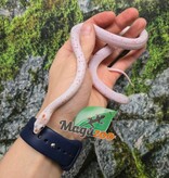 Magazoo Male Palmetto bug eye Corn snake born August 8, 2025