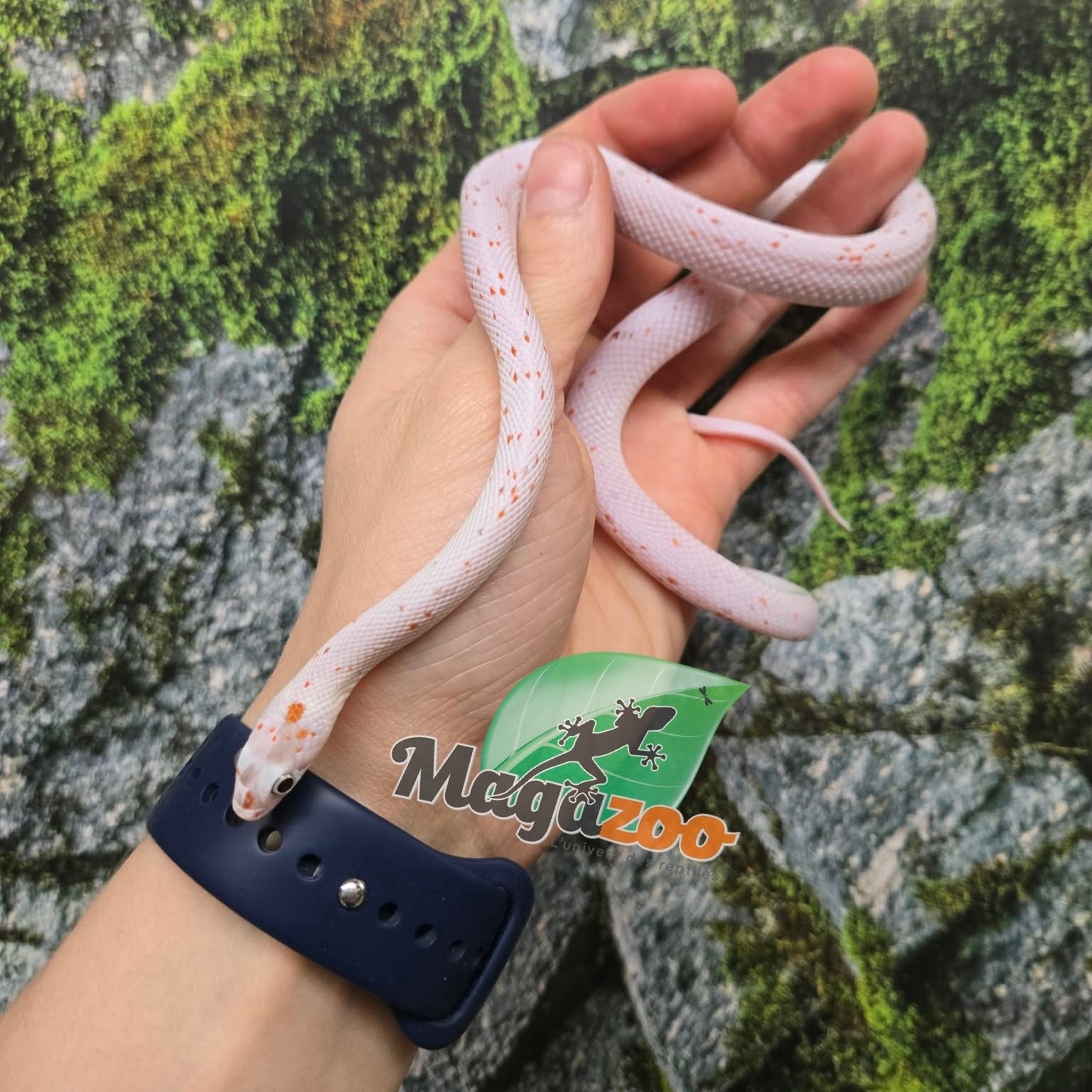 Magazoo Serpent des blés Palmetto bug eye mâle né 8 août 2025