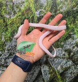 Magazoo Male Palmetto bug eye Corn snake born August 8, 2025