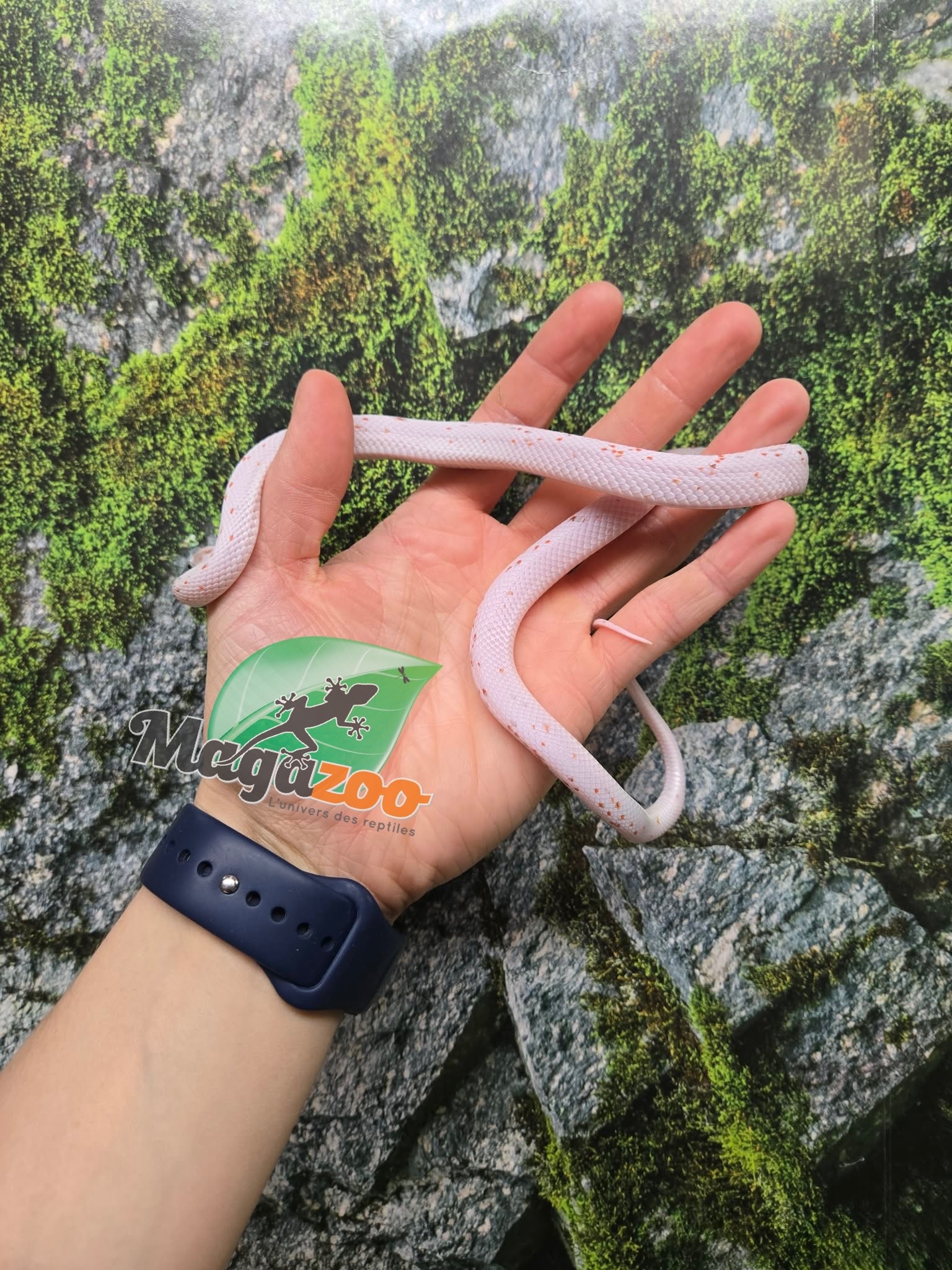 Magazoo Male Palmetto bug eye Corn snake born August 8, 2025