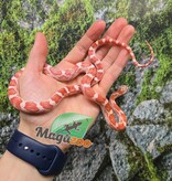 Magazoo Female Amel Motley Corn snake  Born June 21, 2025