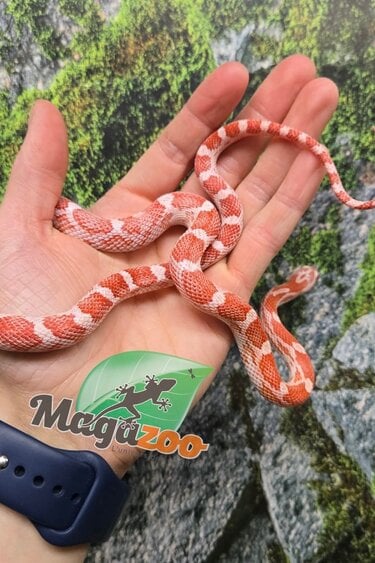 Magazoo Female Amel Motley Corn snake  Born June 21, 2025