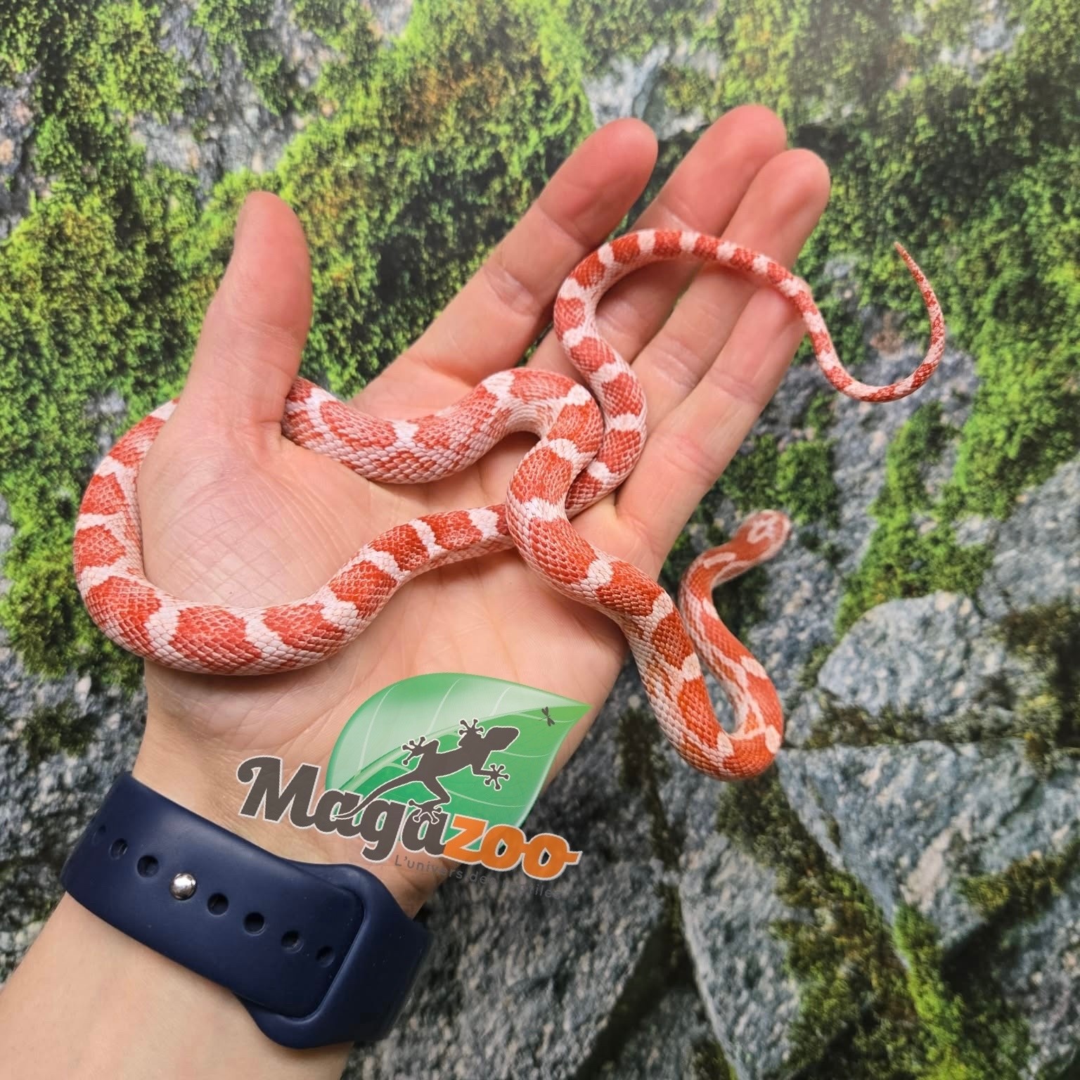 Magazoo Female Amel Motley Corn snake  Born June 21, 2025
