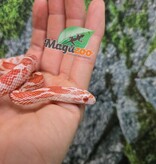 Magazoo Female Amel Motley Corn snake  Born June 21, 2025