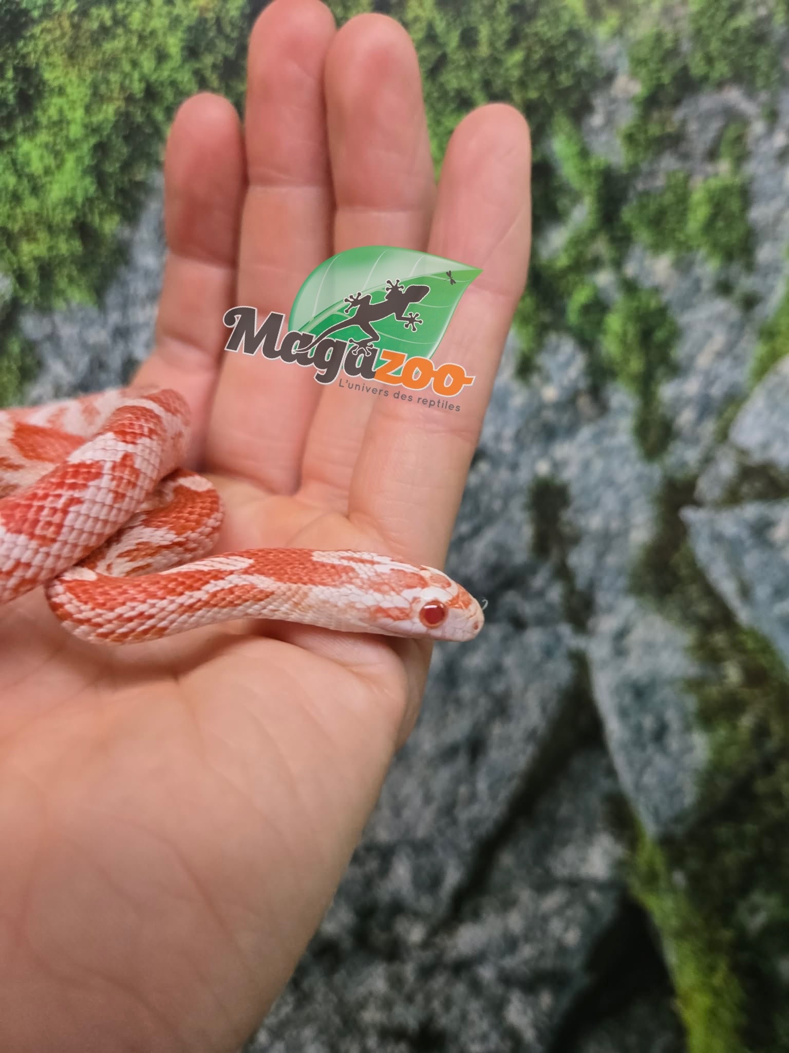 Magazoo Female Amel Motley Corn snake  Born June 21, 2025