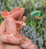 Magazoo Female Amel Motley Corn snake  Born June 21, 2025