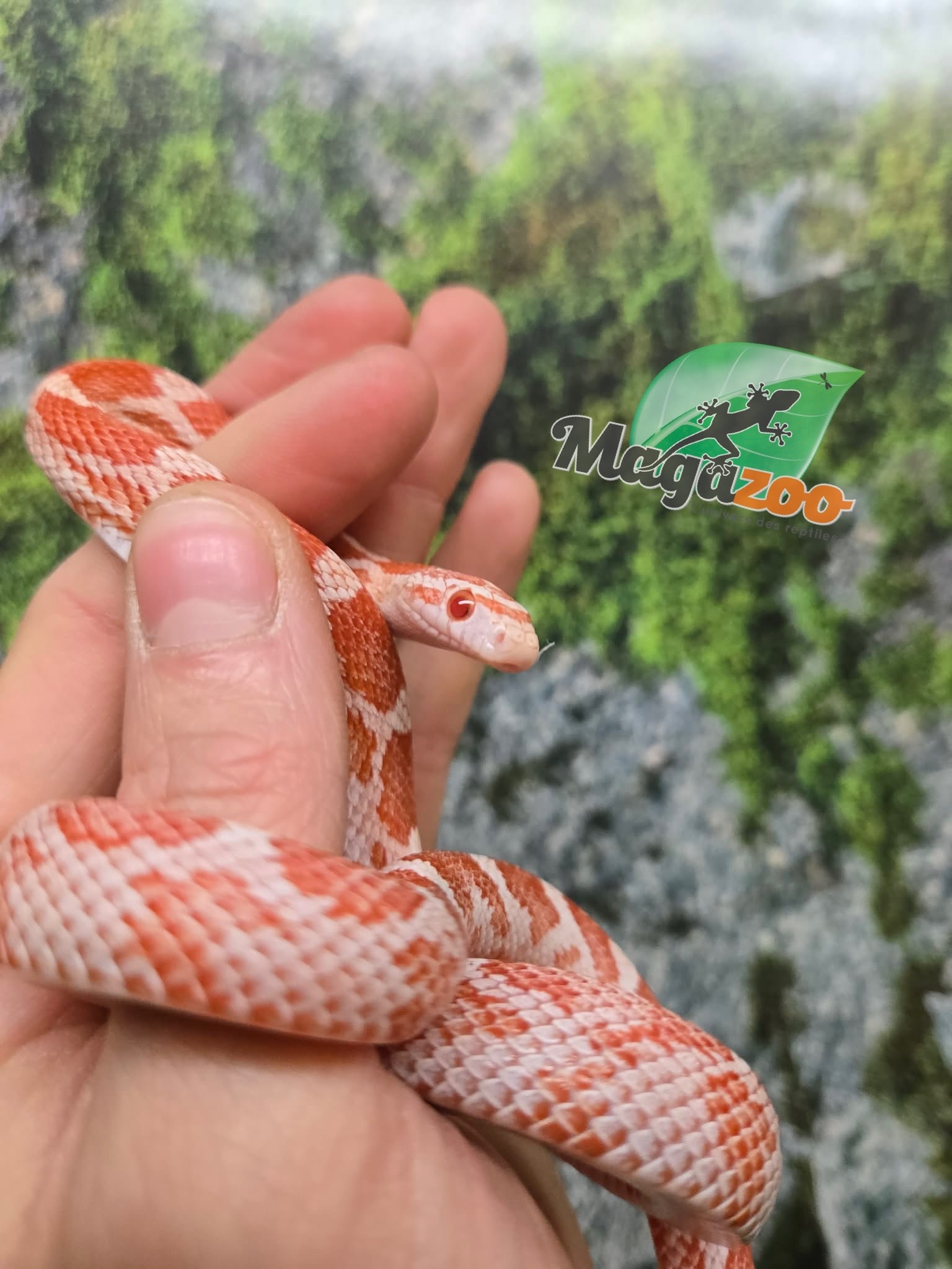 Magazoo Female Amel Motley Corn snake  Born June 21, 2025