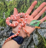 Magazoo Female Amel Motley Corn snake  Born June 21, 2025