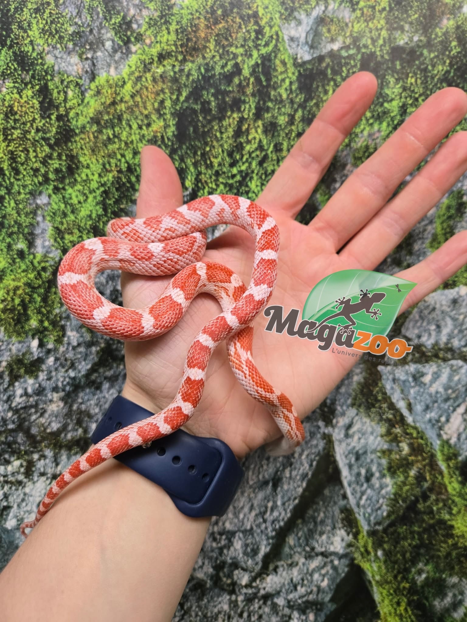 Magazoo Female Amel Motley Corn snake  Born June 21, 2025