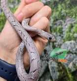 Magazoo Female Charcoal Mask Corn snake born August 18, 2025