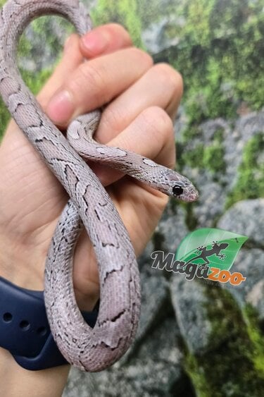 Magazoo Female Charcoal Mask Corn snake born August 18, 2025