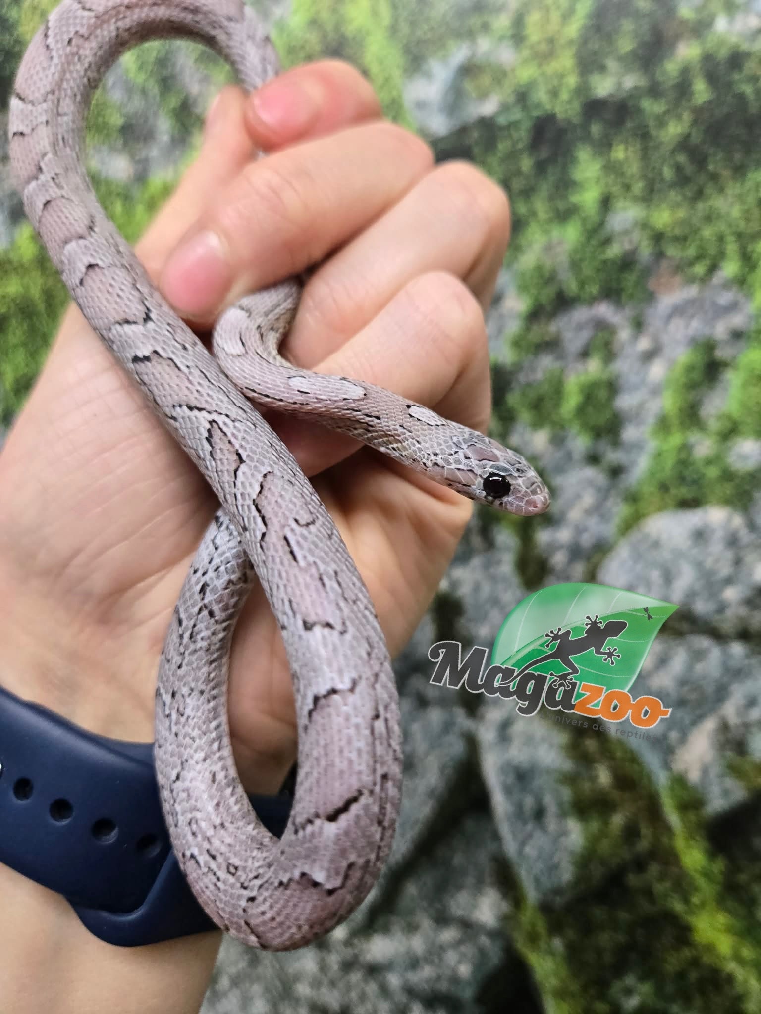 Magazoo Female Charcoal Mask Corn snake born August 18, 2025