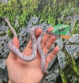 Magazoo Female Charcoal Mask Corn snake born August 18, 2025