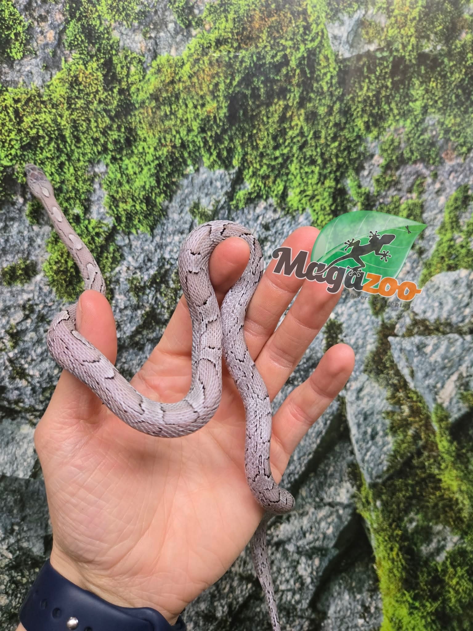 Magazoo Female Charcoal Mask Corn snake born August 18, 2025