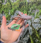 Magazoo Female Charcoal Mask Corn snake born August 18, 2025