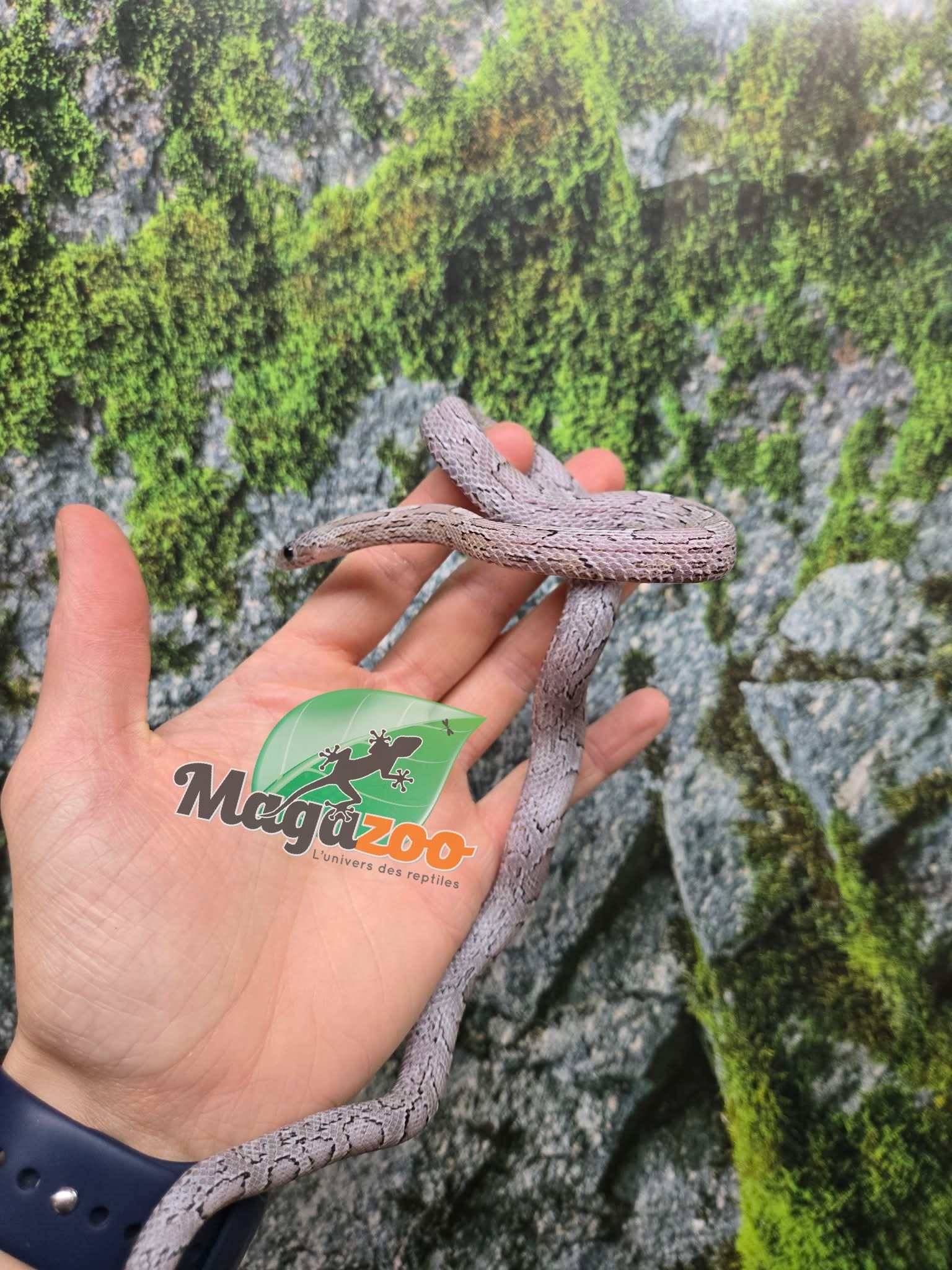 Magazoo Female Charcoal Mask Corn snake born August 18, 2025