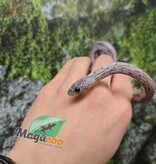 Magazoo Female Charcoal Mask Corn snake born August 18, 2025