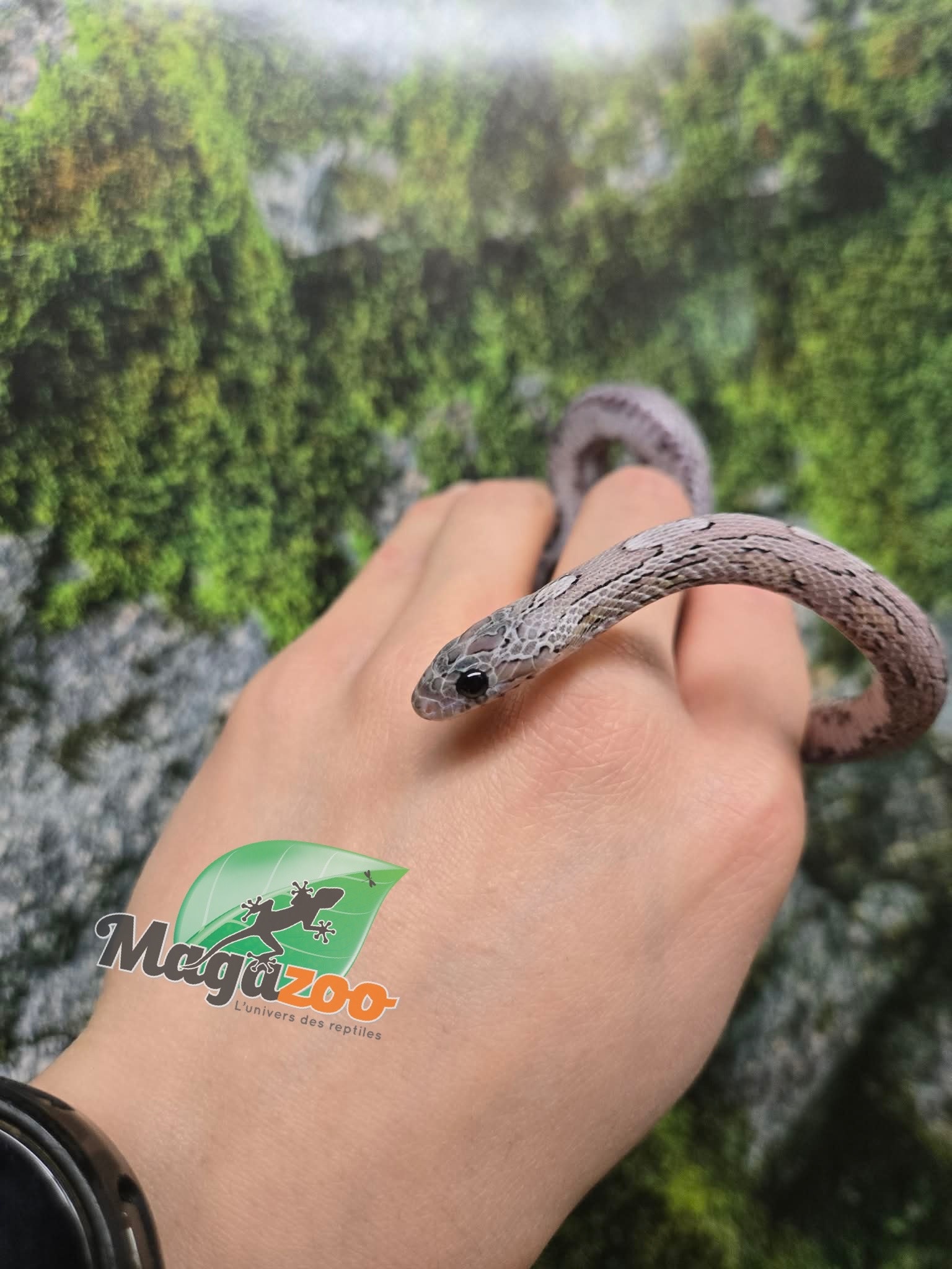 Magazoo Female Charcoal Mask Corn snake born August 18, 2025