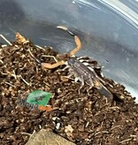 Magazoo Scorpion à dos d'alligator bébé / Hottentotta hottentotta