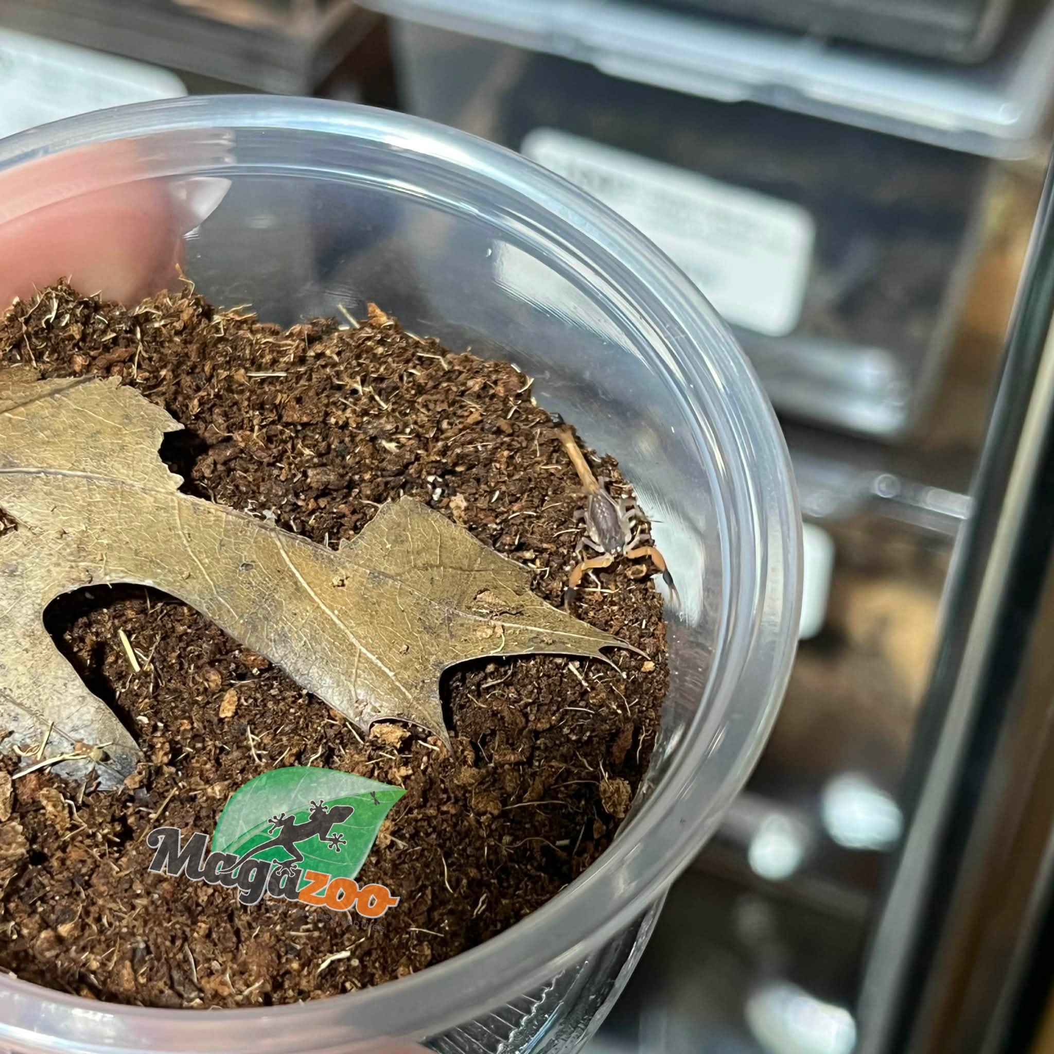 Magazoo Baby Alligator back  scorpion / Hottentotta hottentotta