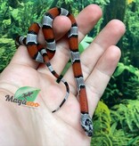 Magazoo Baby Grey-banded king snake 2024 #3