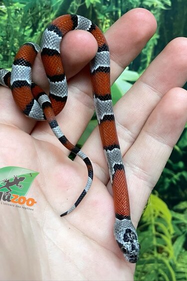 Magazoo Serpent roi à bandes grises Bébé 2024 #3