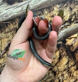 Magazoo Baby Female Chapala lake garter snake (Captive born) August 2025 / Thamnophis eques obscur