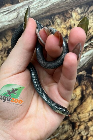 Magazoo Couleuvre du lac Chapala Bébé Femelle (Reproduit en captivité) Août 2025 / Thamnophis eques obscurus