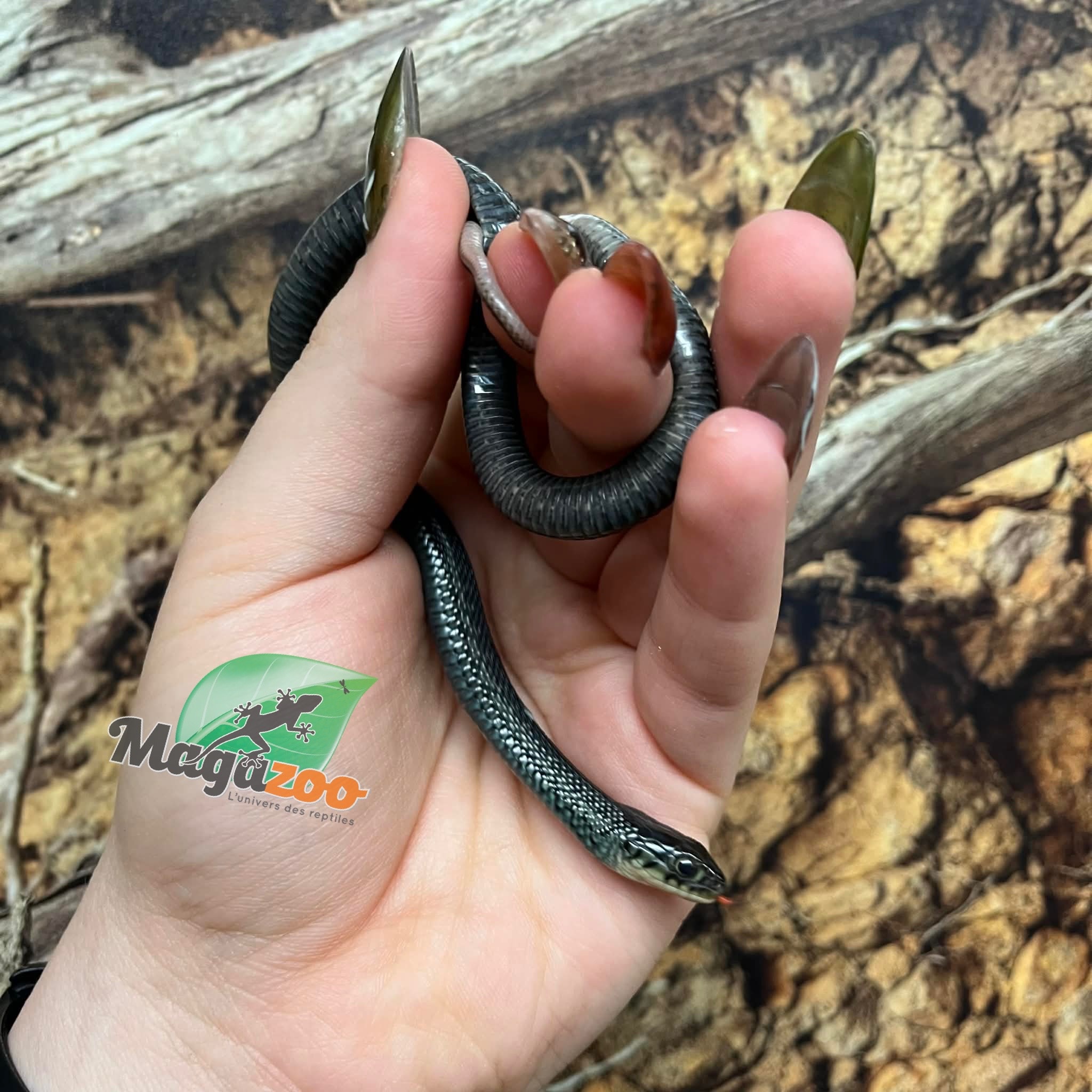 Magazoo Couleuvre du lac Chapala Bébé Femelle (Reproduit en captivité) Août 2025 / Thamnophis eques obscurus