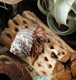 Galapagos GALAPAGOS GA-05274 Cholla Wood 36-40’’