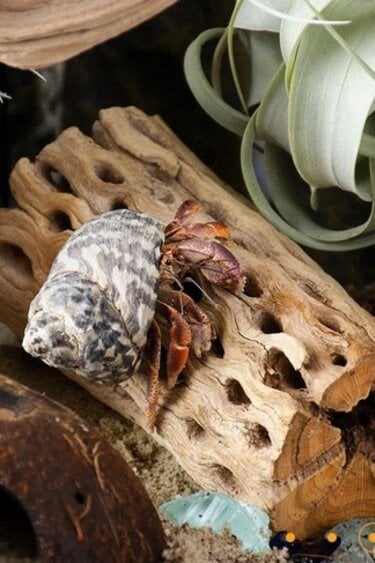 Galapagos GALAPAGOS GA-05274 Cholla Wood 36-40’’