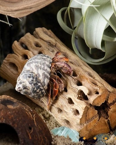 Galapagos GALAPAGOS GA-05274 Bois de Cholla 36-40’’