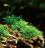 Galapagos GALAPAGOS GA-05274 Bois de Cholla 36-40’’