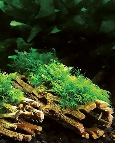 Galapagos GALAPAGOS GA-05274 Bois de Cholla 36-40’’