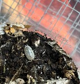 Magazoo Cloporte - Isopod Porcellio laevis Mix (Dairy cow/Milkback) (15)