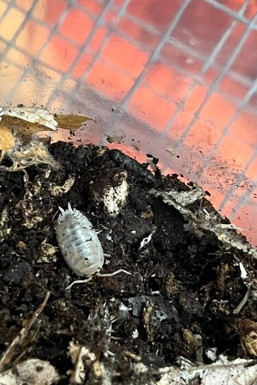La Swamp Woodhouse Culture Isopod Porcellio laevis Mix (Dairy cow/Milkback) (15)
