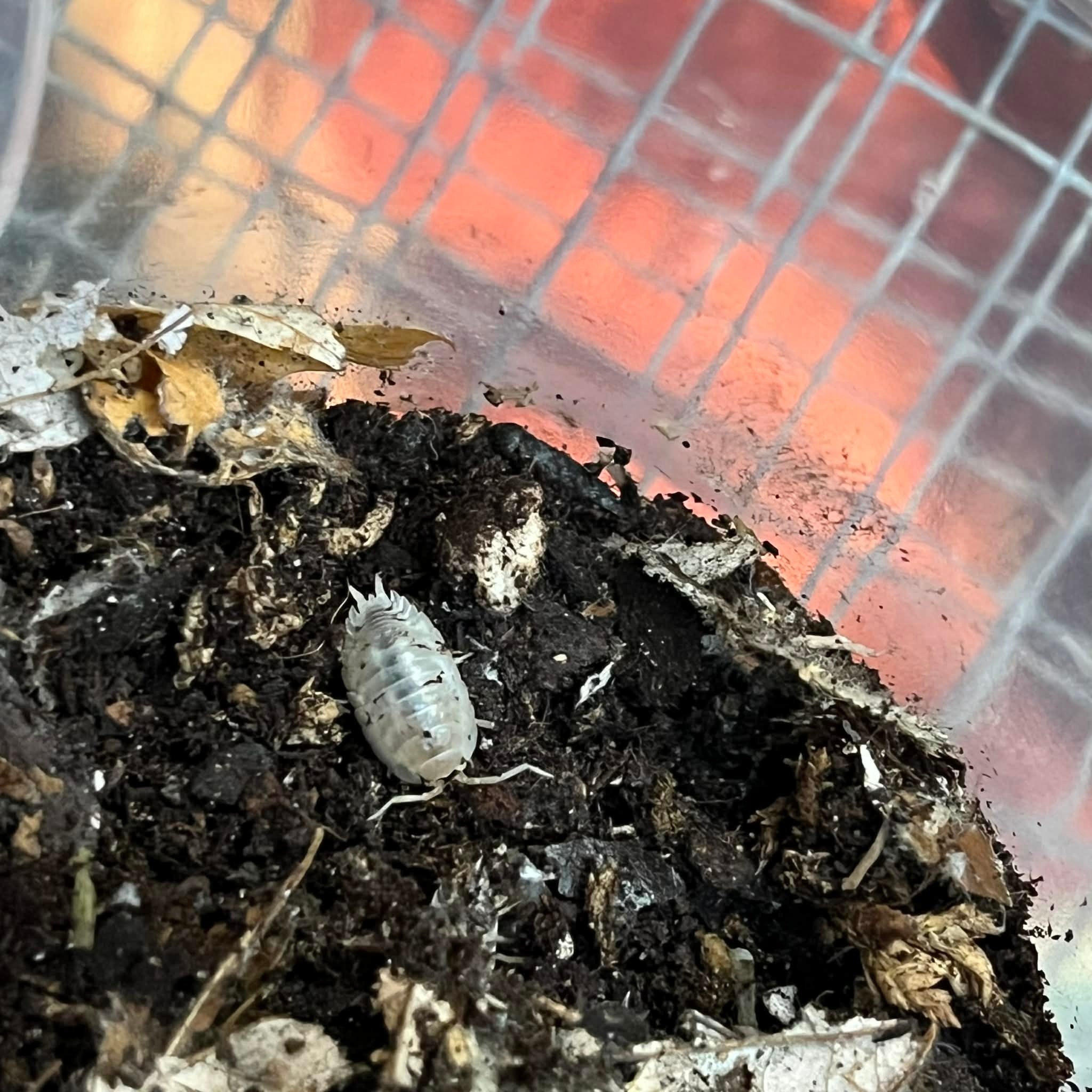 Magazoo Woodhouse Culture Isopod Porcellio laevis Mix (Dairy cow/Milkback) (15)