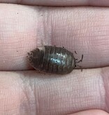 Magazoo Cloporte - Isopod Porcellio laevis Mix (Dairy cow/Milkback) (15)