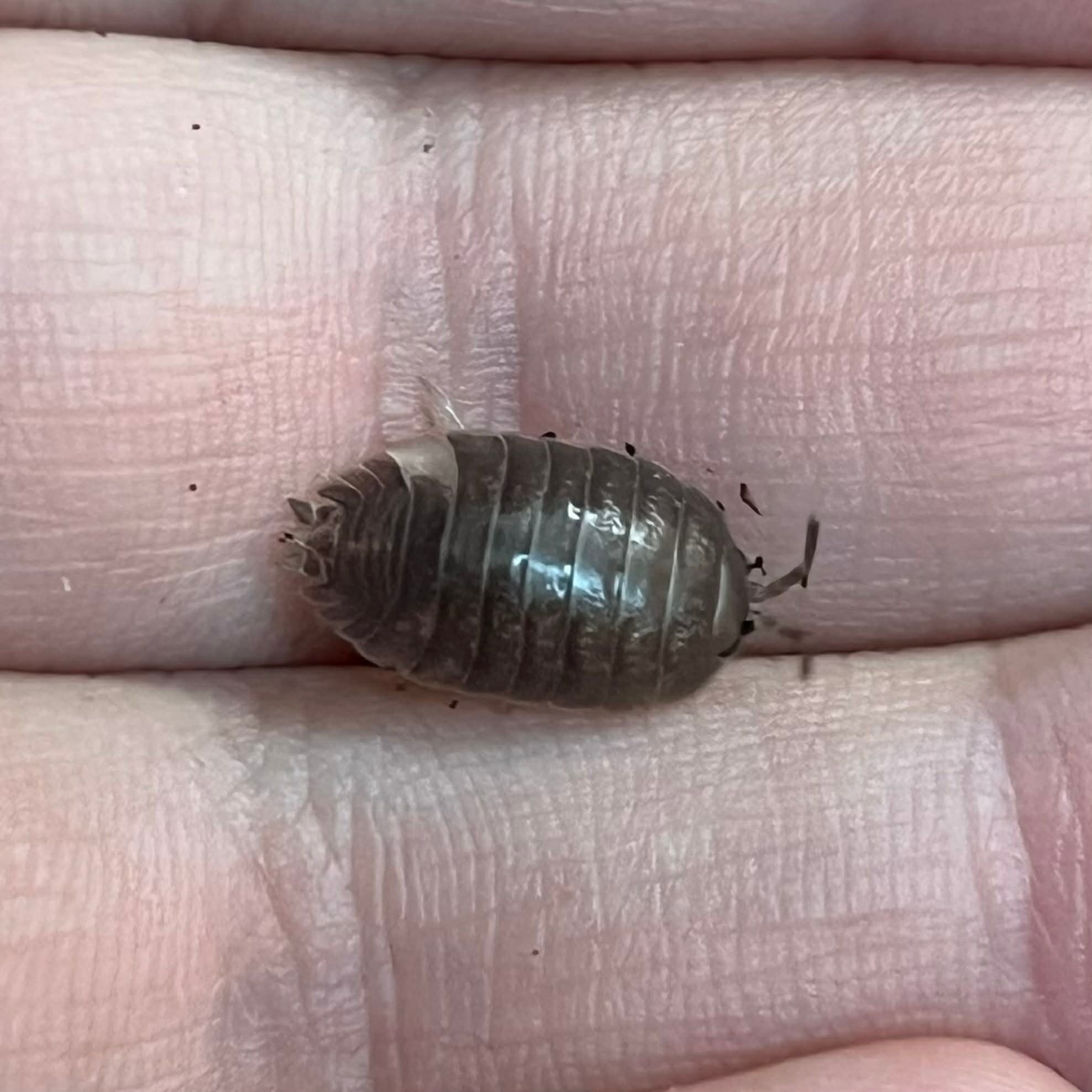 Magazoo Woodhouse Culture Isopod Porcellio laevis Mix (Dairy cow/Milkback) (15)