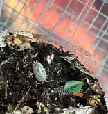 Magazoo Cloporte - Isopod Porcellio laevis Mix (Dairy cow/Milkback) (15)