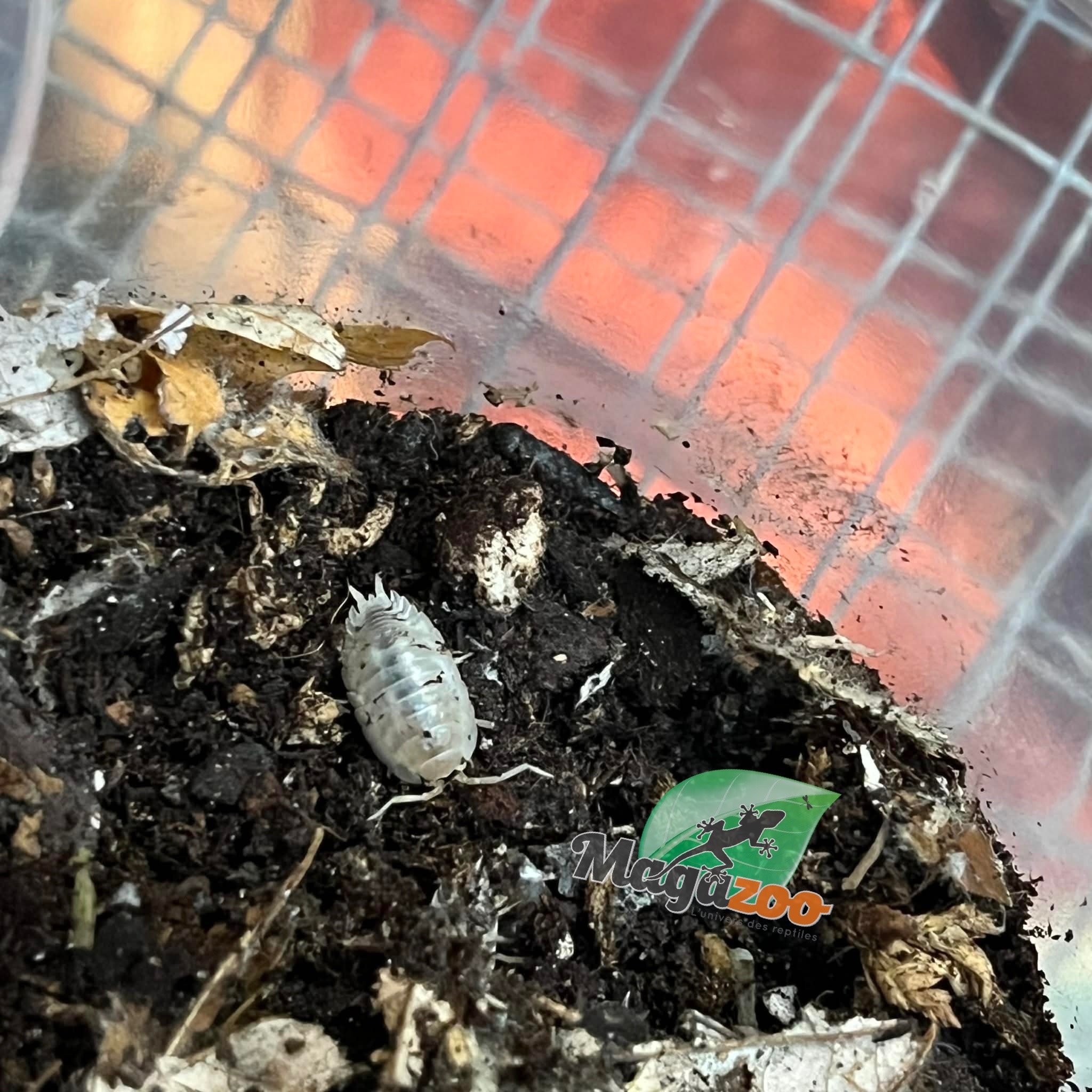 Magazoo Cloporte - Isopod Porcellio laevis Mix (Dairy cow/Milkback) (15)
