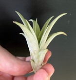 Magazoo Tillandsia Brach Abdita