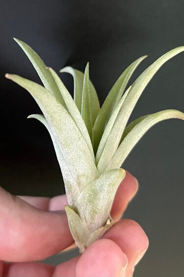 Magazoo Tillandsia Brach Abdita