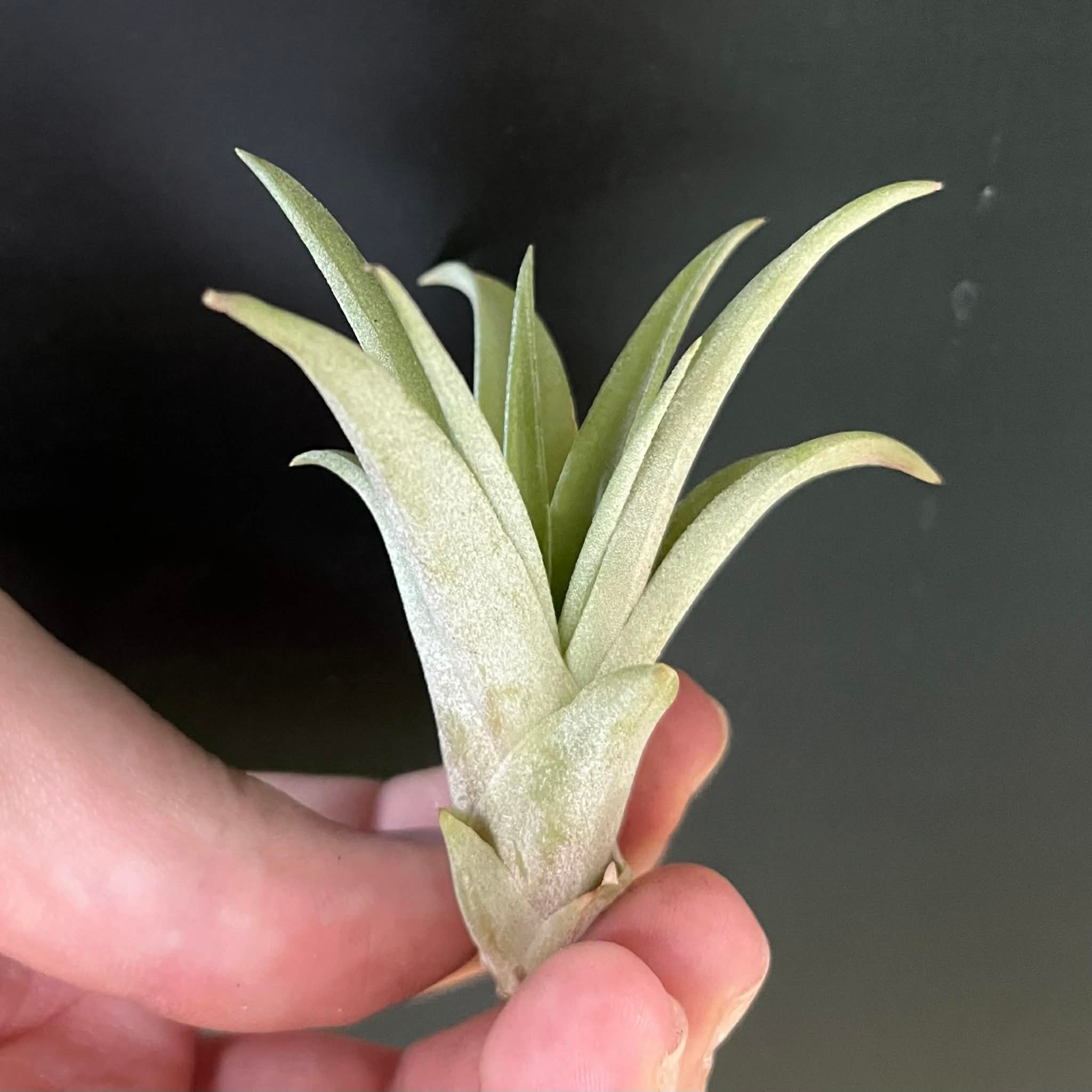 Magazoo Tillandsia Brach Abdita