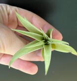 Magazoo Tillandsia Brach Abdita