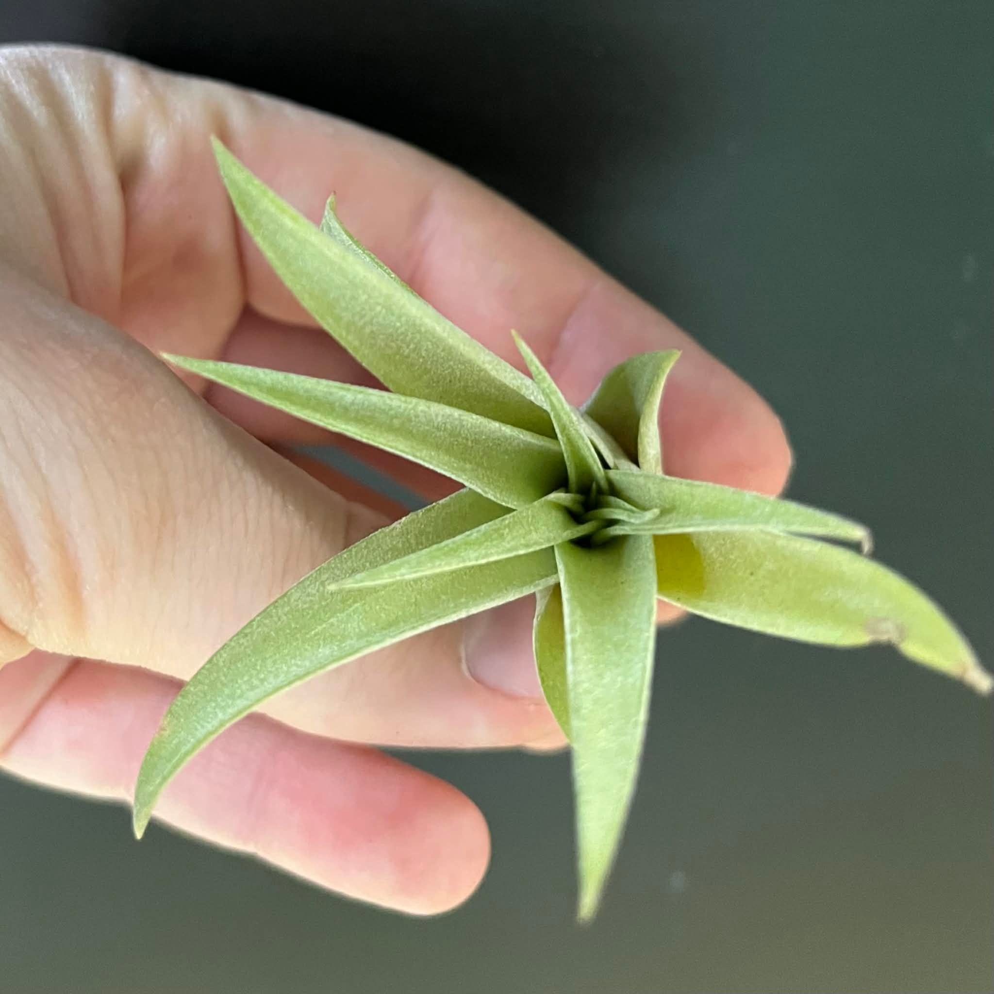 Magazoo Tillandsia Brach Abdita