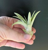 Magazoo Tillandsia Brach Abdita