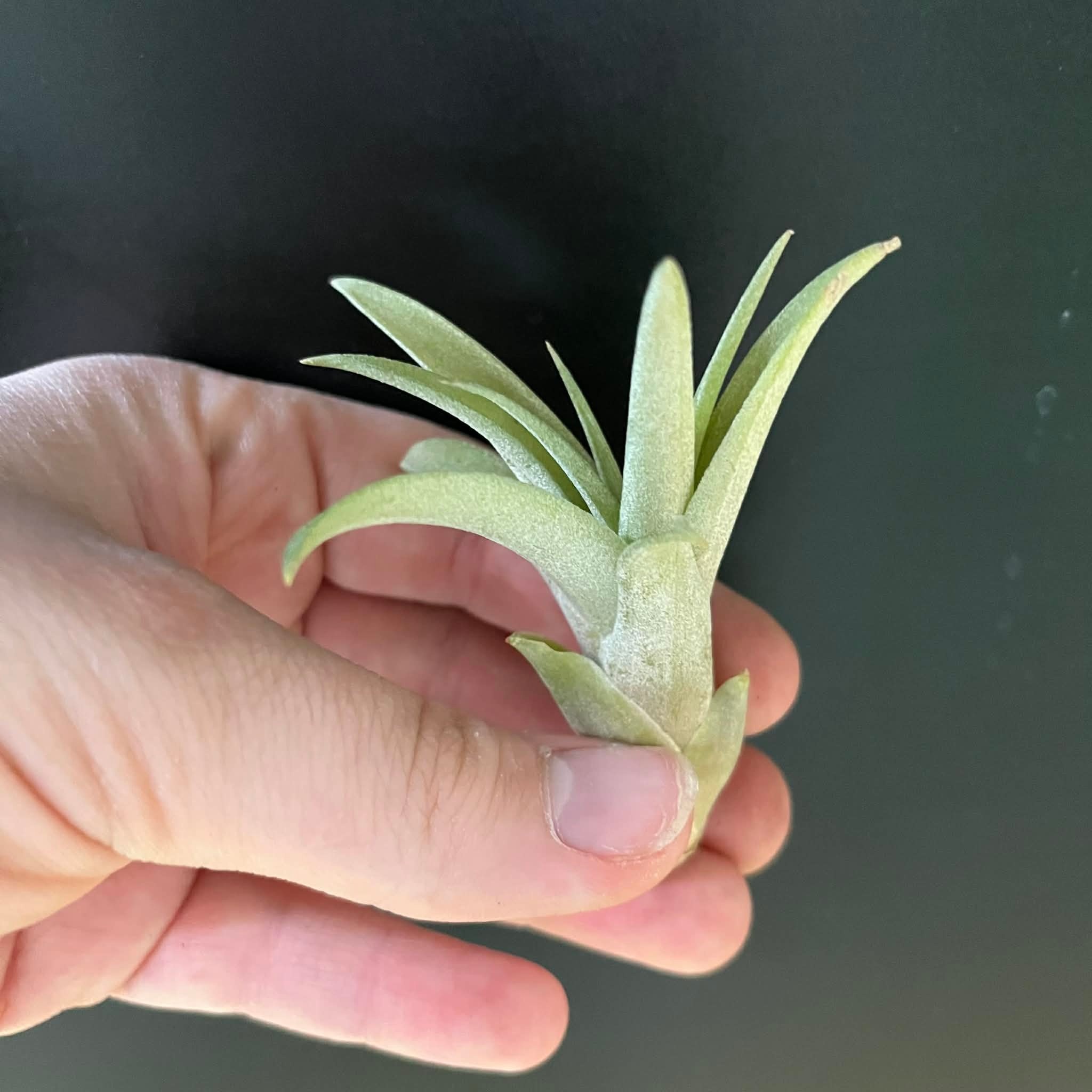 Magazoo Tillandsia Brach Abdita